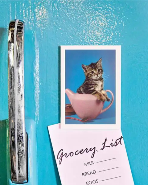 Found Image Press - Kitten In Teapot Magnet