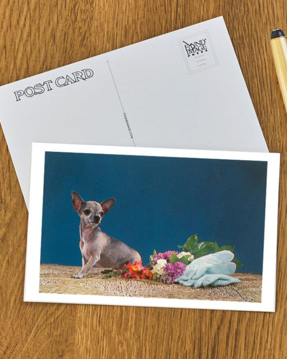 Found Image Press - Chihuahua with Bouquet Postcard