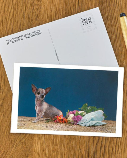 Found Image Press - Chihuahua with Bouquet Postcard
