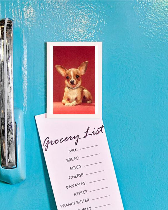 Found Image Press - Chihuahua - Magnet