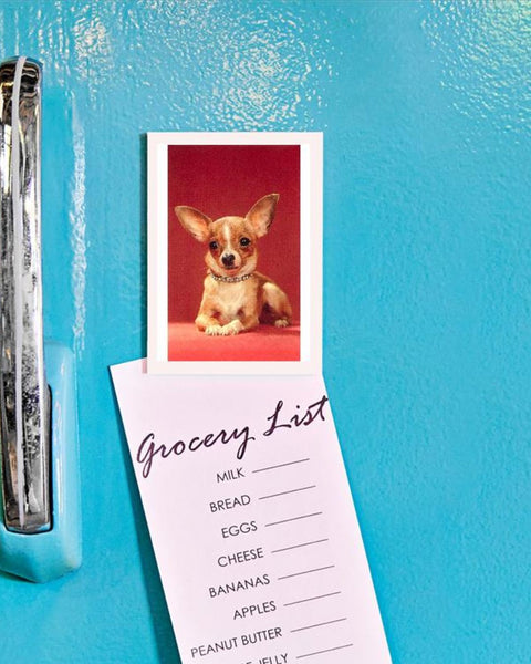 Found Image Press - Chihuahua - Magnet