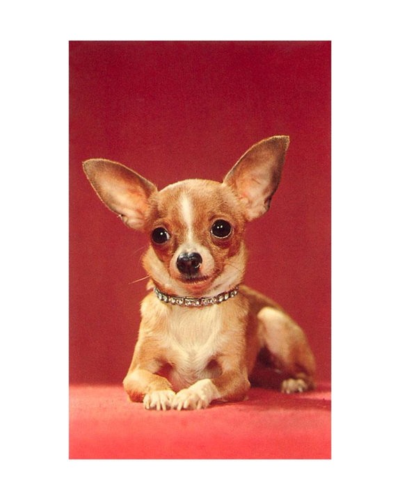 Found Image Press - Chihuahua Postcard