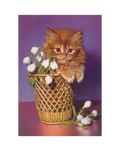 Found Image Press - Cute Kitten Postcard