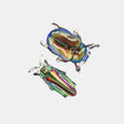 Chunks - Allie Beetle Clips in Disco Diggers
