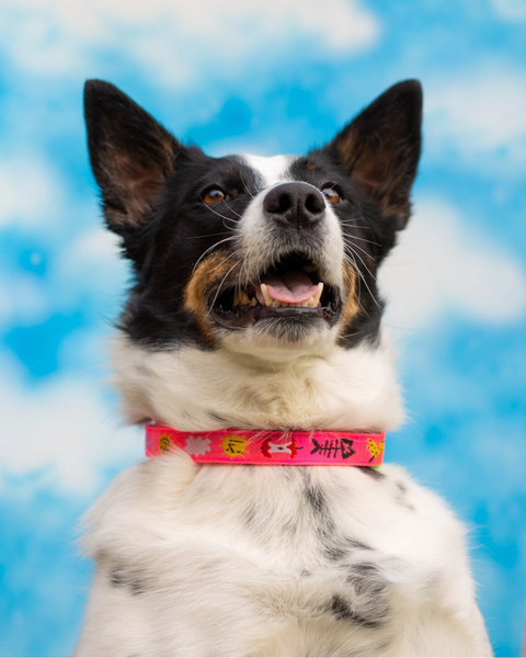 Gentle Thrills - Trash Day Dog Collar