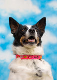 Gentle Thrills - Trash Day Dog Collar