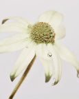 Leif - Flannel Flower Hand Balm 100ml