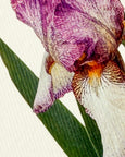 Canonbury Press - Iris Greeting Card