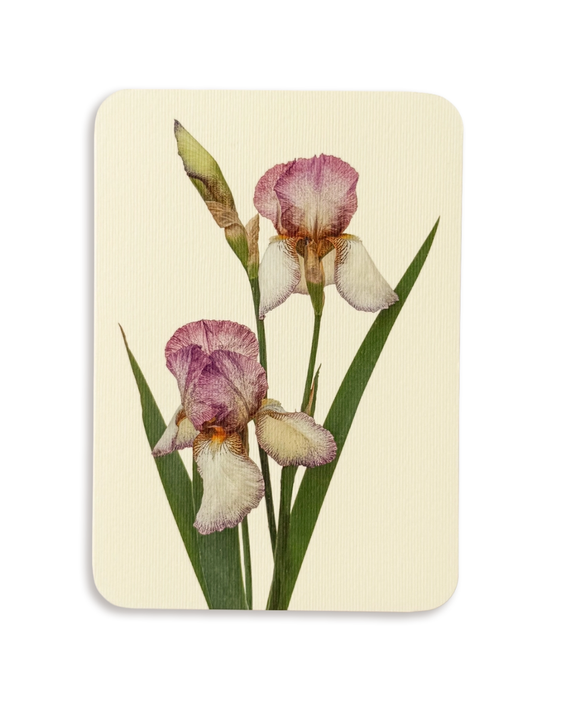 Canonbury Press - Iris Greeting Card
