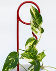 Lucky Things - Ketchup Plant Pin