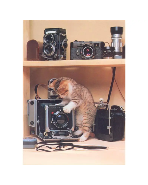 Found Image Press - Kitten with Cameras Postcard