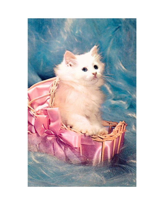 Found Image Press - White Kitten in Basket Postcard
