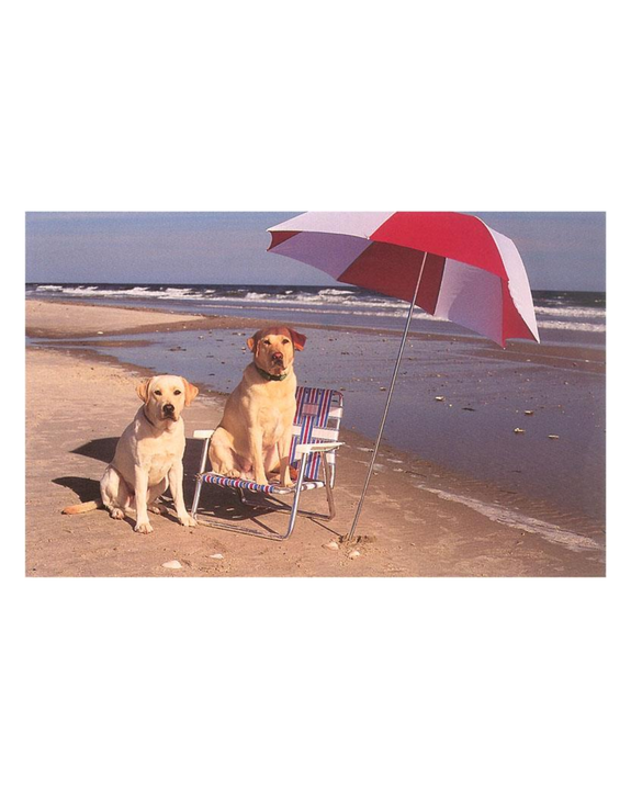 Found Image Press - White Labrador Dogs At the Beach Postcard