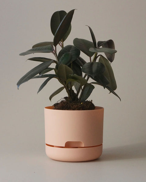 Mr Kitly - Self-Watering Plant Pots - 170mm - PICK UP ONLY