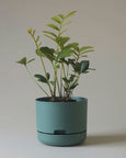 Mr Kitly - Self-Watering Plant Pots - 215mm - PICK UP ONLY