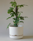 Mr Kitly - Self-Watering Plant Pot - 300mm - PICK UP ONLY