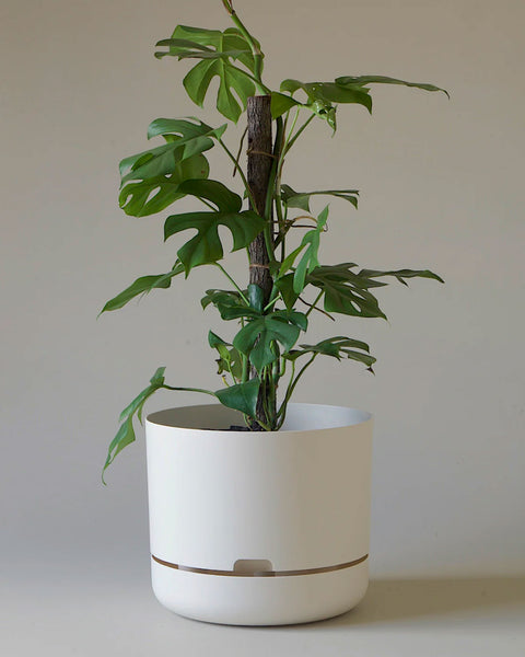 Mr Kitly - Self-Watering Plant Pot - 300mm - PICK UP ONLY