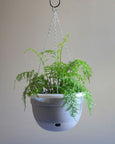 Mr Kitly -  Self-watering Hanging Pot 340mm - PICK UP ONLY