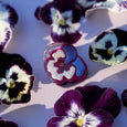 Winona Irene - Mini Hair Claw - Pansy