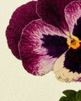 Canonbury Press - Pansy I Greeting Card