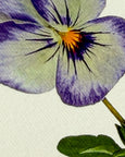 Canonbury Press - Pansy II Greeting Card