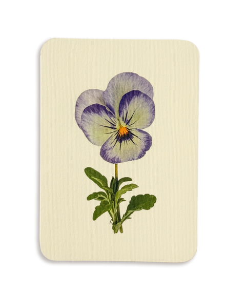 Canonbury Press - Pansy II Greeting Card