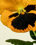Canonbury Press - Pansy III Greeting Card