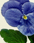 Canonbury Press - Pansy IV Greeting Card