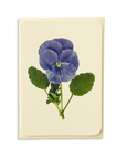 Canonbury Press - Pansy IV Greeting Card