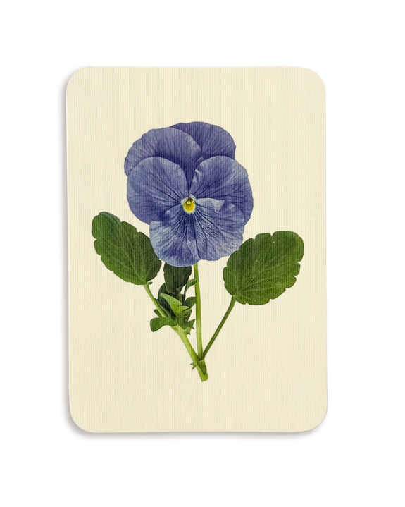 Canonbury Press - Pansy IV Greeting Card