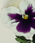 Canonbury Press - Pansy V Greeting Card