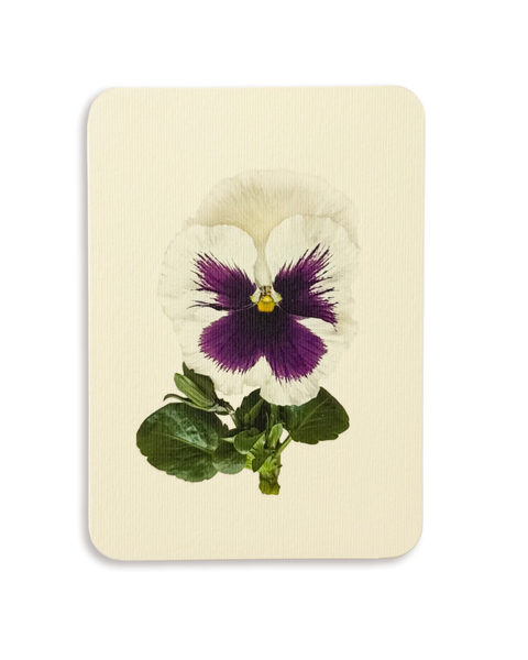 Canonbury Press - Pansy V Greeting Card