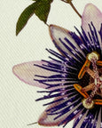 Canonbury Press - Passion Flower Greeting Card