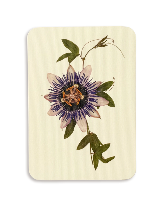 Canonbury Press - Passion Flower Greeting Card