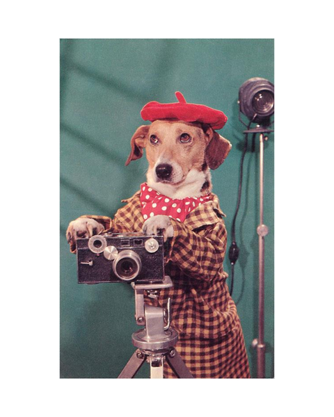 Found Image Press - Photographer Dog Postcard