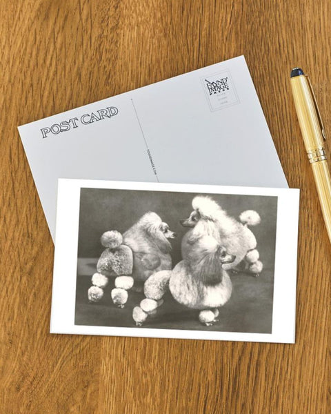 Found Image Press - Three Trimmed Miniature Poodles Postcard