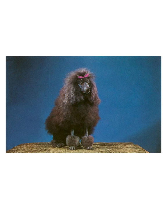 Found Image Press - Black Poodle with Bow Postcard