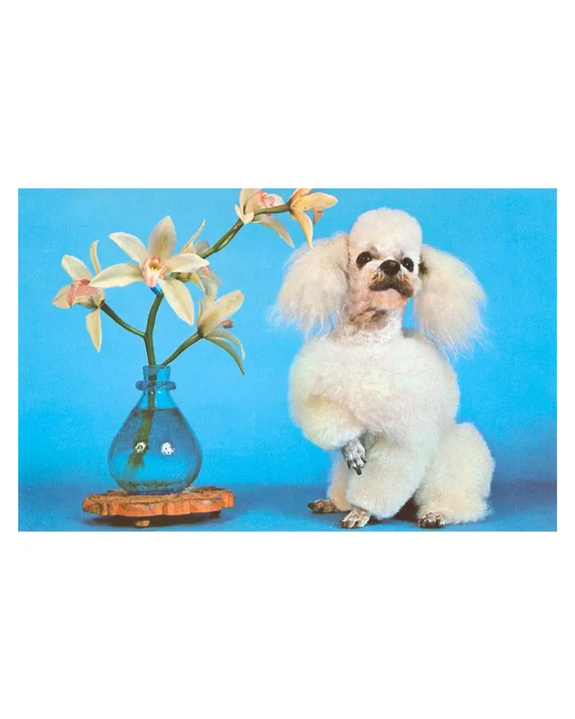 Found Image Press - Poodle with Orchid Postcard
