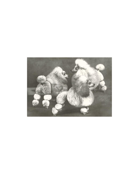 Found Image Press - Three Trimmed Miniature Poodles Magnet