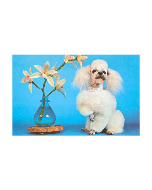 Found Image Press - Poodle with Orchid Magnet