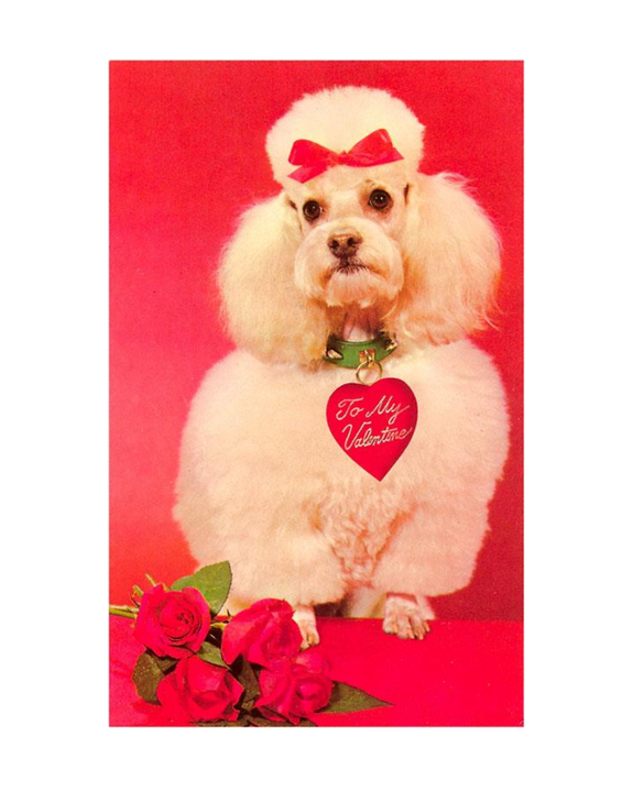 Found Image Press - Poodle with Roses Postcard