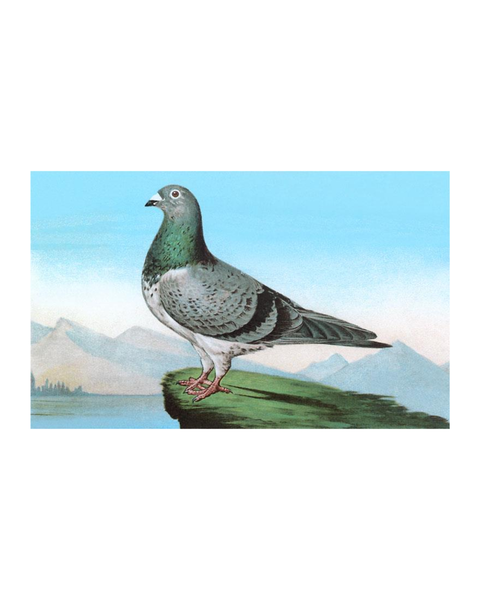Found Image Press - Proud Pigeon Postcard