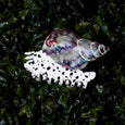 Winona Irene - Hair Claw - Spotted Whelk Sea Snail