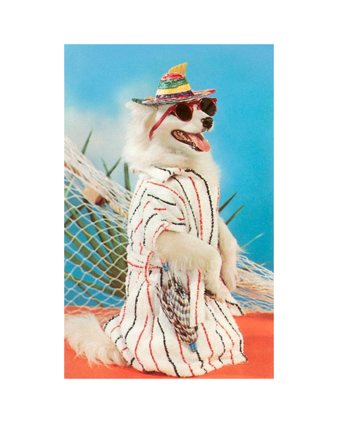 Found Image Press - Silly Dog in Beach Gear Postcard