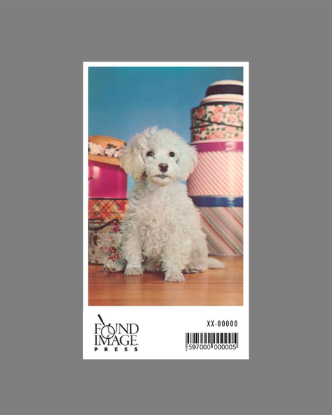 Found Image Press - Toy Poodle with Hat Boxes Sticker
