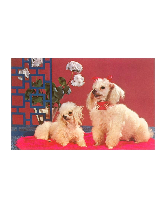 Found Image Press - Two Poodles Print