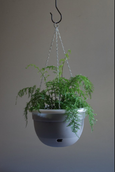 Mr Kitly -  Self-watering Hanging Pot 340mm - PICK UP ONLY