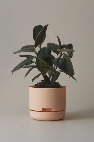 Mr Kitly - Self-Watering Plant Pots - 170mm - PICK UP ONLY