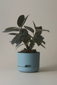 Mr Kitly - Self-Watering Plant Pots - 170mm - PICK UP ONLY