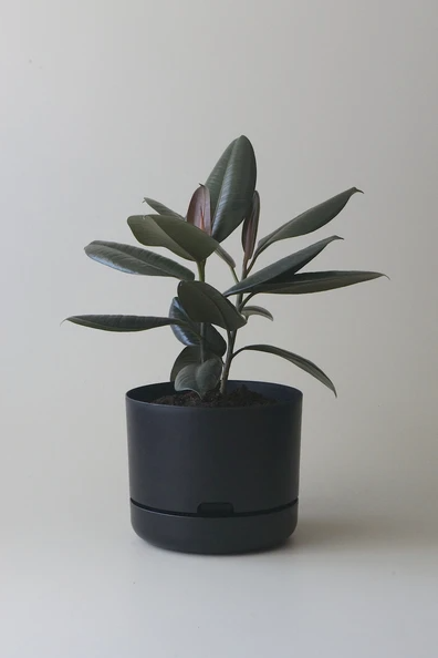 Mr Kitly - Self-Watering Plant Pots  - 250mm - PICK UP ONLY